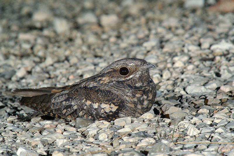 Succiacapre - Caprimulgus europaeus